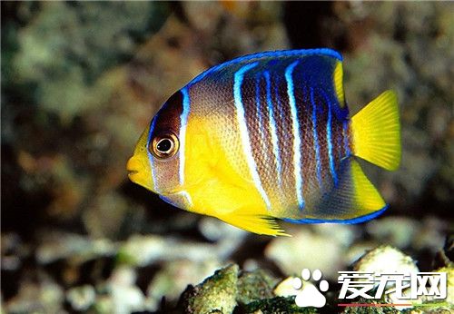 熱帶魚外寄怎麼治 升溫比原水溫高2到3度
