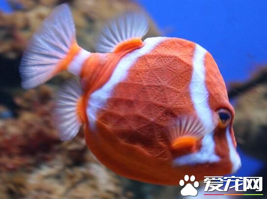 熱帶魚外寄怎麼治 升溫比原水溫高2到3度