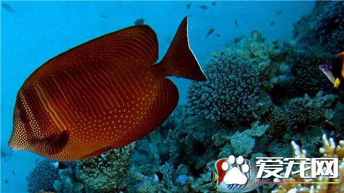 什麼熱帶魚吃水草 清道夫是喜歡吃水草的