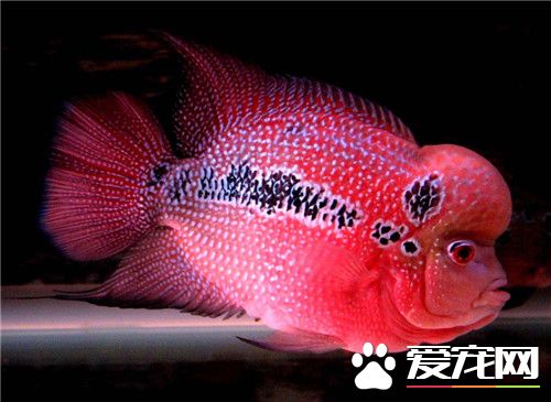 小型熱帶魚的喂養 喂養熱帶魚飼料主要分兩種