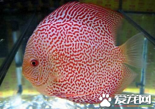 什麼熱帶魚吃水草 清道夫是喜歡吃水草的