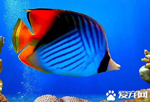 小型熱帶魚的喂養 喂養熱帶魚飼料主要分兩種