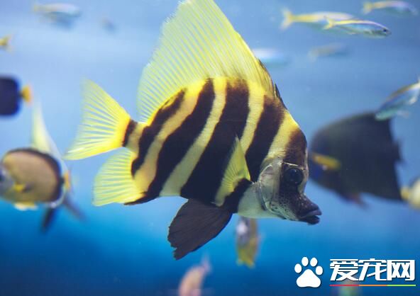什麼大型熱帶魚好養 地圖魚是好養的熱帶魚