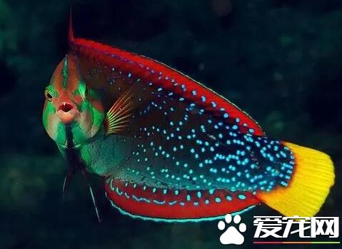 什麼大型熱帶魚好養 地圖魚是好養的熱帶魚