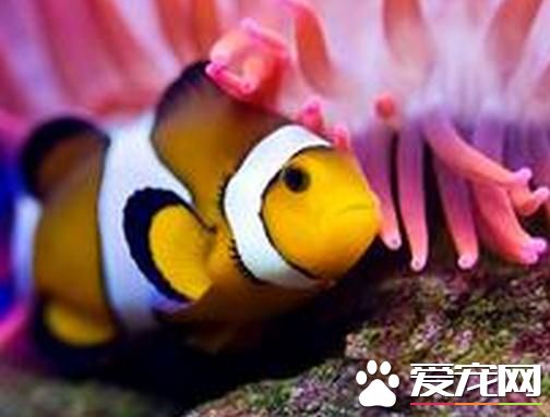 熱帶魚能混養嗎 熱帶魚可以和田螺一起飼養