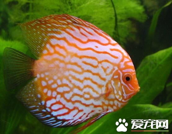 熱帶魚能混養嗎 熱帶魚可以和田螺一起飼養