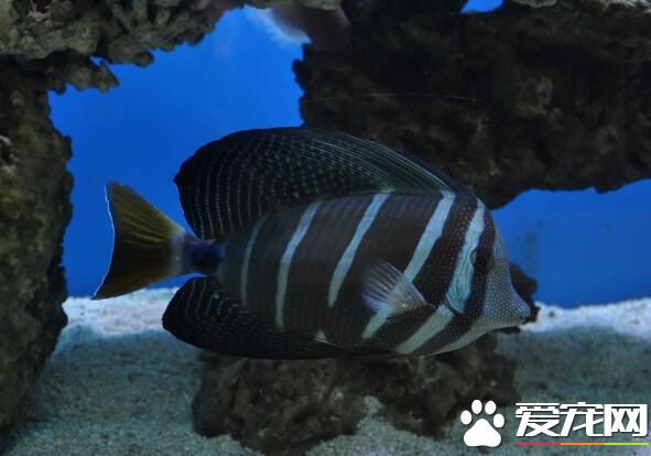 招財貓魚是熱帶魚嗎 招財貓魚是熱帶魚