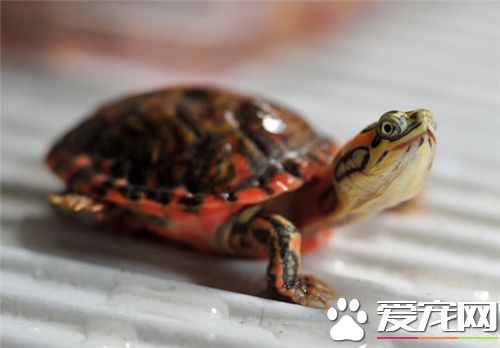 家裡養幾只烏龜好 一般養一只就可以了