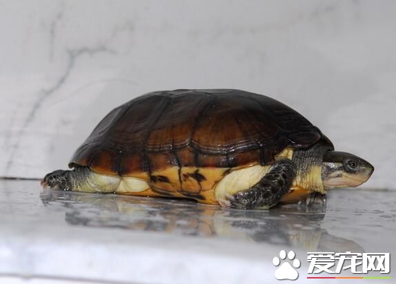 家裡養幾只烏龜好 一般養一只就可以了