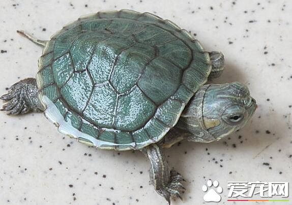 養烏龜需要注意什麼 注意飼養烏龜的環境