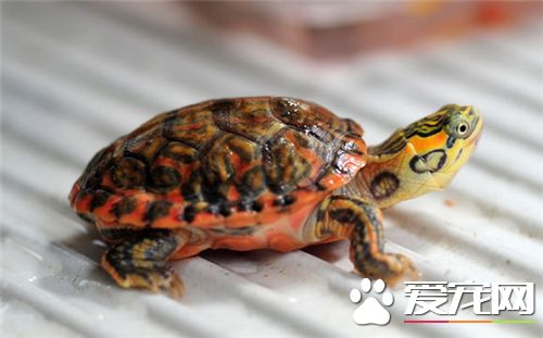 辦公室可以養烏龜嗎 辦公室養龜的缺點