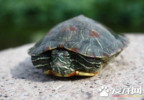 辦公室可以養烏龜嗎 辦公室養龜的缺點
