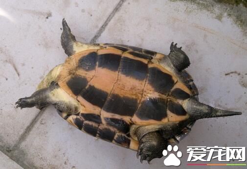 家裡養烏龜的風水 烏龜水缸的周圍環境