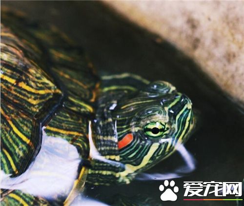 冬眠的烏龜怎麼養 冬眠的時候控制溫度很重要