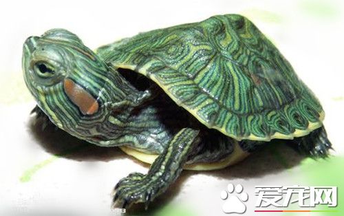 烏龜和什麼魚一起養 豬鼻龜是最佳龜選