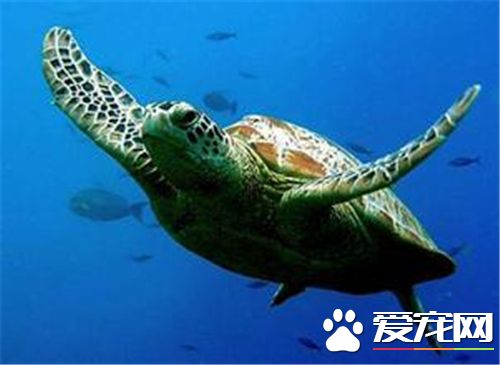 在家裡怎麼養龜 保持水質清潔經常換水