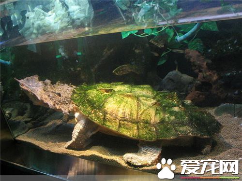 中華烏龜怎麼養 食物可選擇活食或死食