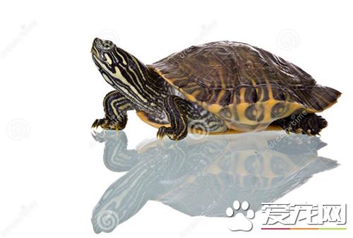 養烏龜對孕婦有影響嗎 對孕婦沒有影響