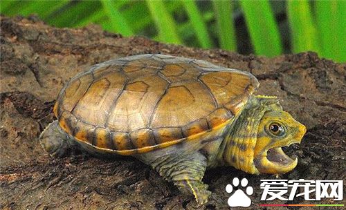 涼開水可以養烏龜嗎 烏龜用水有怎樣需求