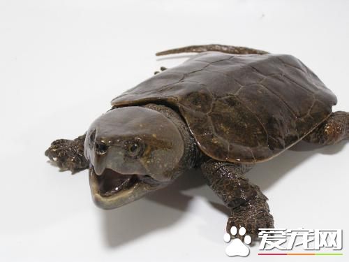 怎樣才能養好烏龜 烏龜需要定時的光照