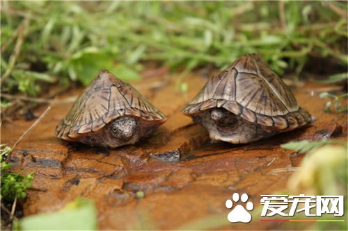怎麼樣養好烏龜 烏龜飼養前要做的准備