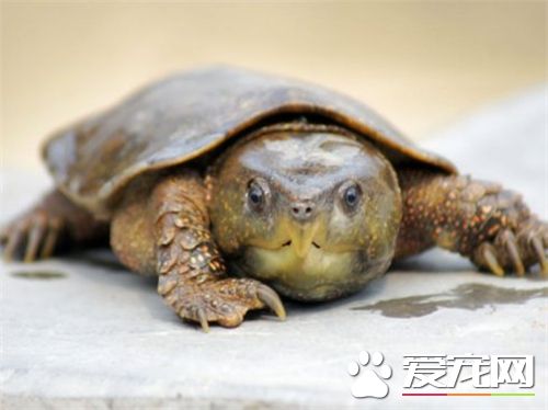 烏龜是怎麼養的 飼養烏龜需要注意的事項
