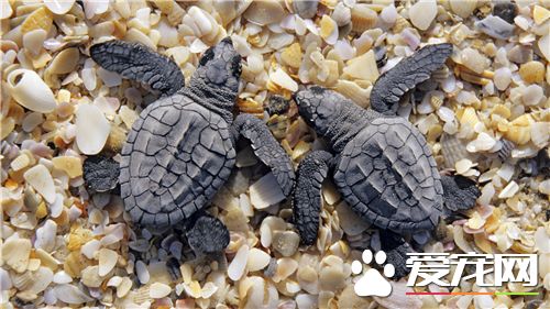 養烏龜用什麼缸好 常用的幾種養龜缸