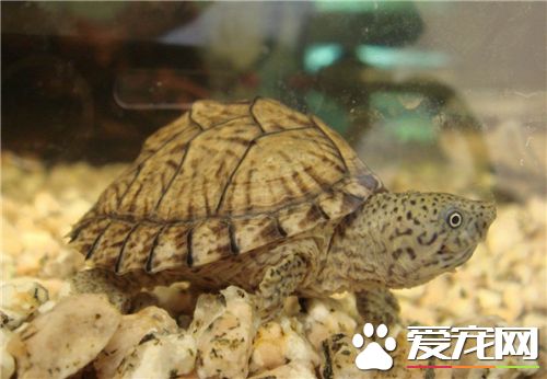 養烏龜注意事項 烏龜起居需要注意的事項