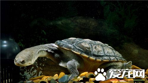 烏龜能和魚一起養嗎 容易造成進食混亂
