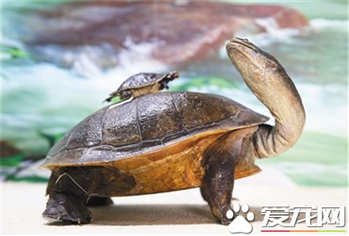 烏龜可以放水裡養嗎 還是要看是什麼品種