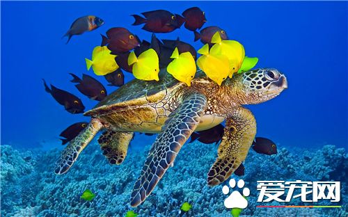 礦泉水可以養烏龜嗎 礦泉水中有哪些物質