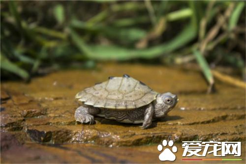 養烏龜的風水講究 龜要放在要火的方位