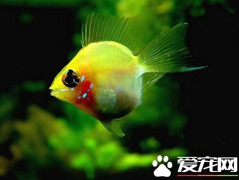 發財魚是熱帶魚嗎 發財魚就是鹦鹉魚是熱帶魚