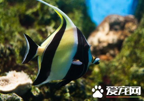 熱帶魚可以混養嗎 五種可以混養的熱帶魚