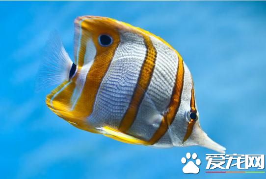 熱帶魚的生活習性 多數以動物性餌料為主