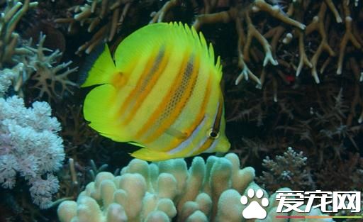 壽命長的熱帶魚 熱帶魚的壽命在2到15年