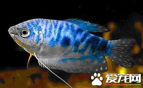 熱帶魚不吃食怎麼辦 熱帶魚拒食處理辦法