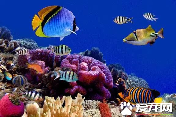 熱帶魚停電怎麼辦 可將熱水裝入可樂瓶子