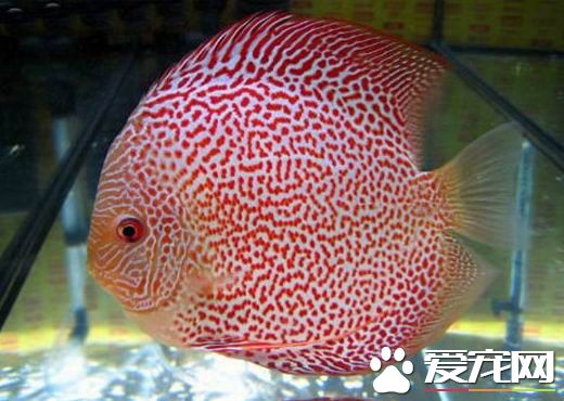 孔雀魚屬於熱帶魚嗎 孔雀魚是屬於熱帶魚的