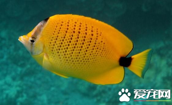 斗魚是不是熱帶魚 斗魚是熱帶魚的一種