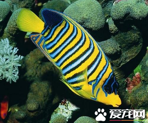 小型熱帶魚最好養的是 首推紅藍斑馬魚