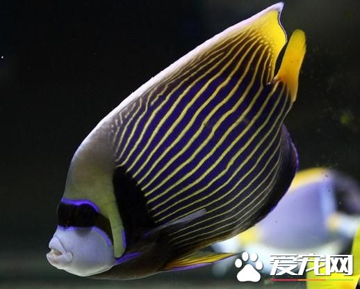 什麼熱帶魚耐低溫 淡水魚都具耐較低水溫