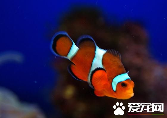 熱帶魚都有什麼品種 常見的七種熱帶魚