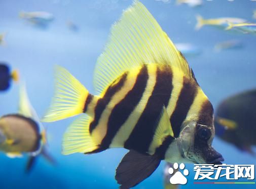 新手養什麼熱帶魚好 適合新手飼養的熱帶魚