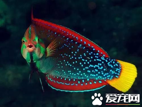 招財魚是熱帶魚嗎 招財魚是熱帶魚的一種