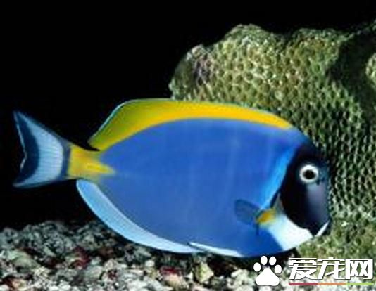 熱帶魚幾天喂一次 每天需要投餌2到3次