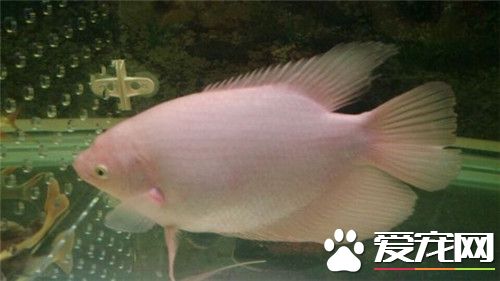 熱帶魚鹦鹉的壽命 鹦鹉魚的壽命一般是4-5年