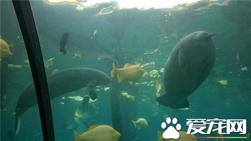 熱帶魚是海水魚嗎 海水魚算熱帶魚的一個分類
