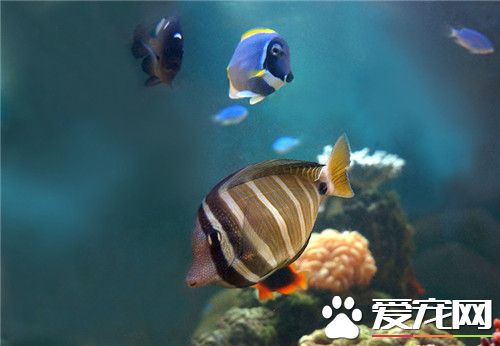 飼養熱帶魚注意事項 要有一個穩定的溫度