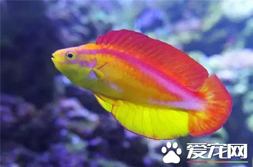 熱帶魚藍鲨能長多大 藍鲨能養到30厘米以上